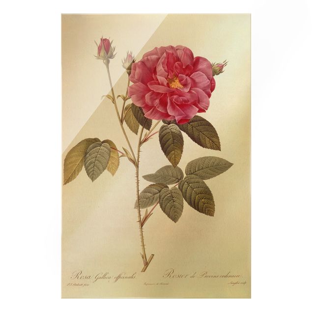 Glass print - Pierre Joseph Redoute - Apothecary's Rose