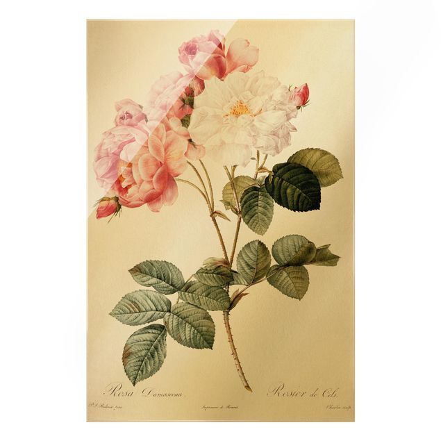Glass print - Pierre Joseph Redoute - Pink Damascena