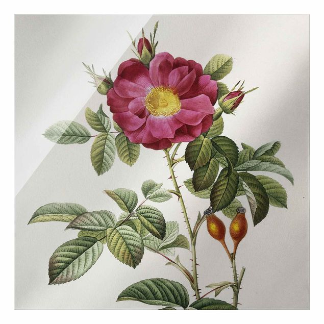 Glass print - Pierre Joseph Redoute - Portland Rose