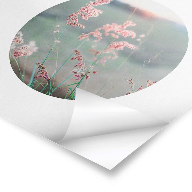 Poster - Pink Flowers In A Circle