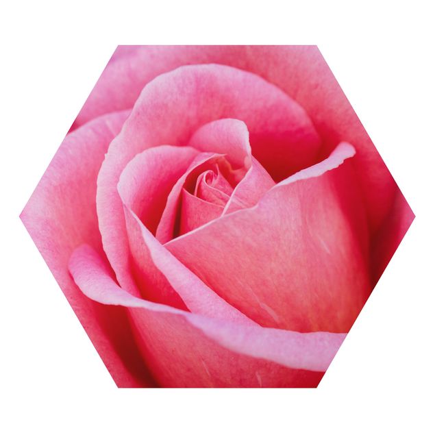 Alu-Dibond hexagon - Pink Rose Flowers Green Backdrop