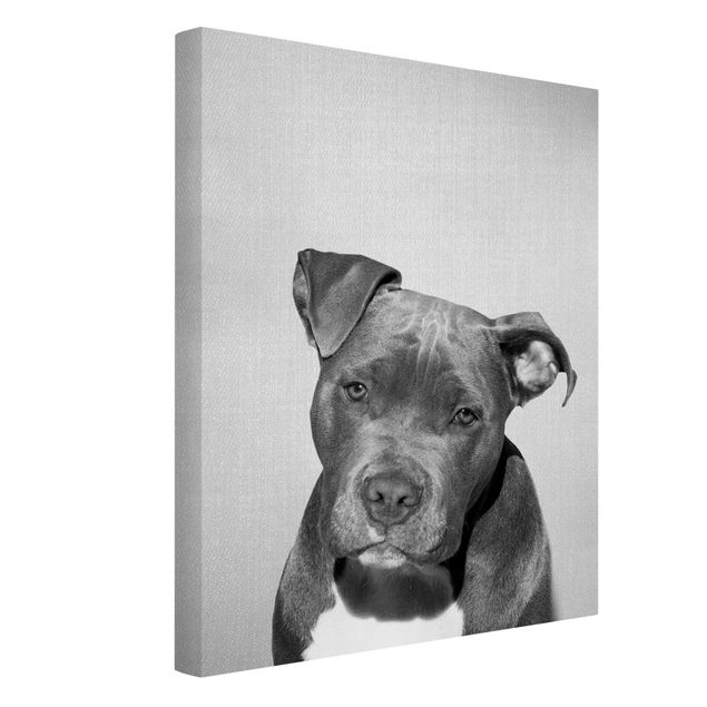 Canvas print - Pit Bull Pelle Black And White - Portrait format 3:4