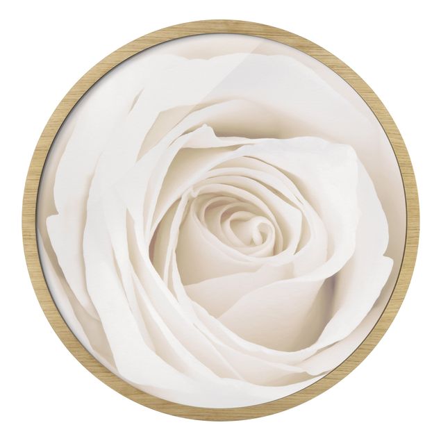 Circular framed print - Pretty White Rose