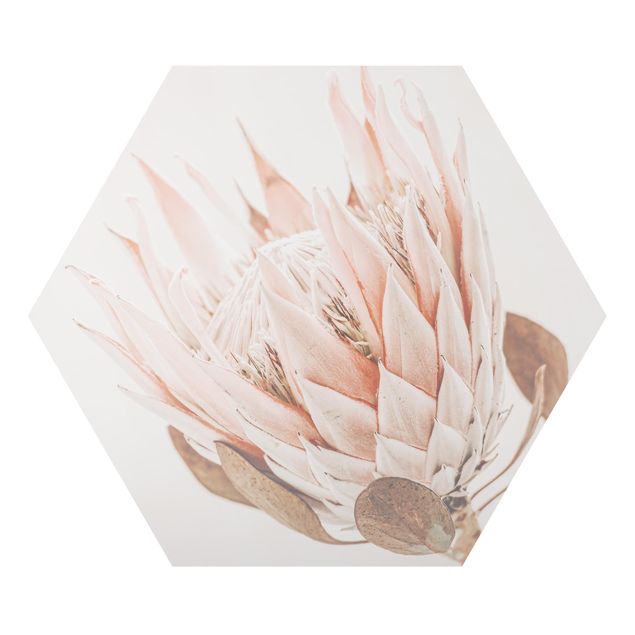 Alu-Dibond hexagon - Protea Queen Of Flowers