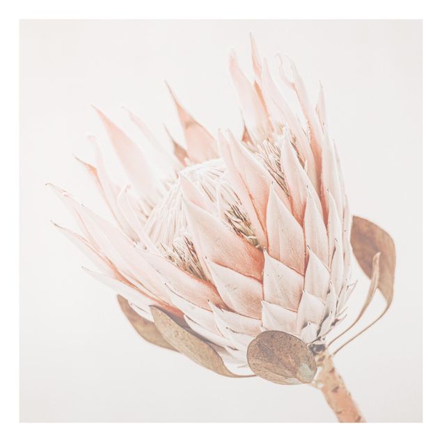 Print on forex - Protea Queen Of Flowers - Square 1:1