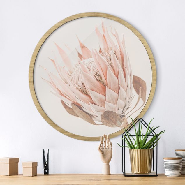 Framed prints round Protea Queen Of Flowers