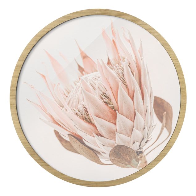 Circular framed print - Protea Queen Of Flowers
