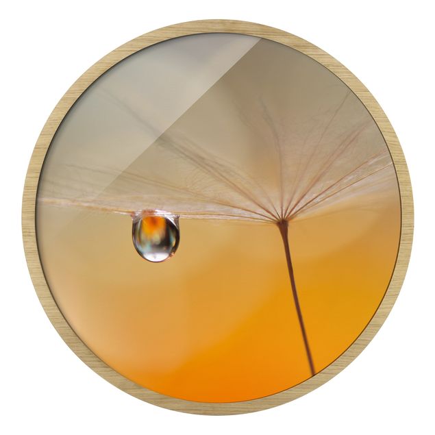 Circular framed print - Dandelion In Orange