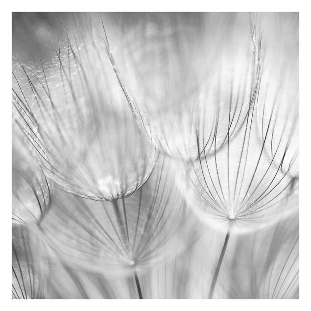 Wallpaper - Dandelions Macro Shot In Black And White