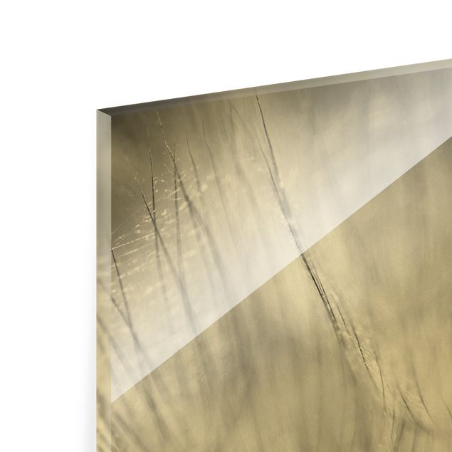 Glass print - Dandelion Macro Shot In Black And White - Square