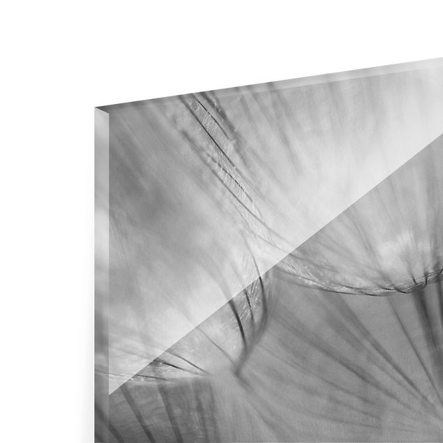 Glass print - Dandelions macro shot in black and white