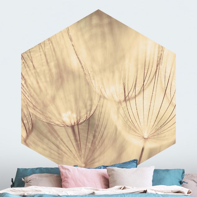 Wallpapers Dandelions Close-Up In Cozy Sepia Tones