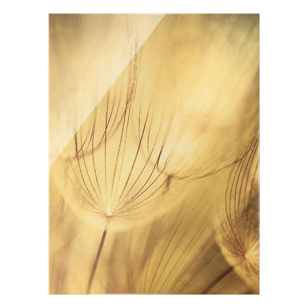 Glass print - Dandelions Close-Up In Cozy Sepia Tones - Portrait format