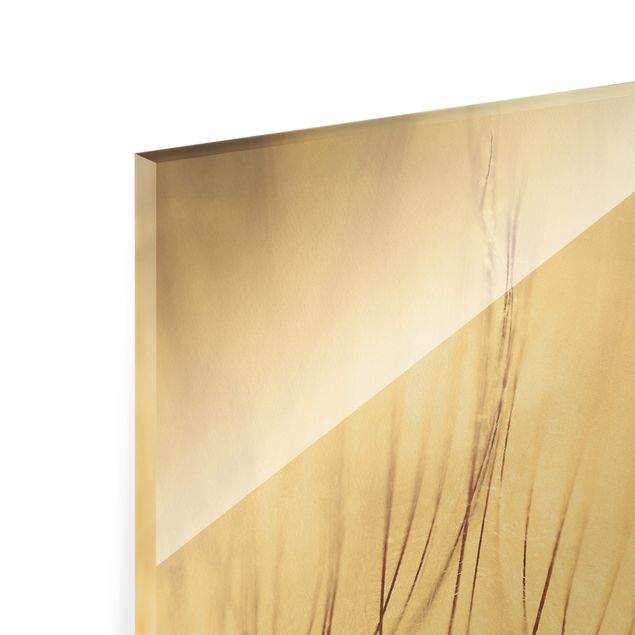 Glass print - Dandelions Close-Up In Cozy Sepia Tones - Portrait format