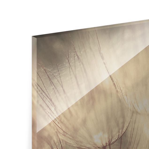 Glass print - Dandelions Close-Up In Cozy Sepia Tones