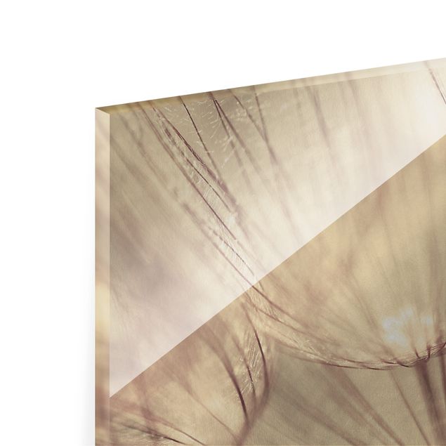Glass print - Dandelions Close-Up In Cozy Sepia Tones