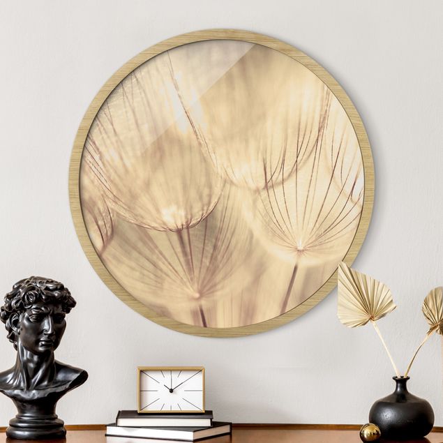 Framed prints round Dandelions Close-Up In Cozy Sepia Tones
