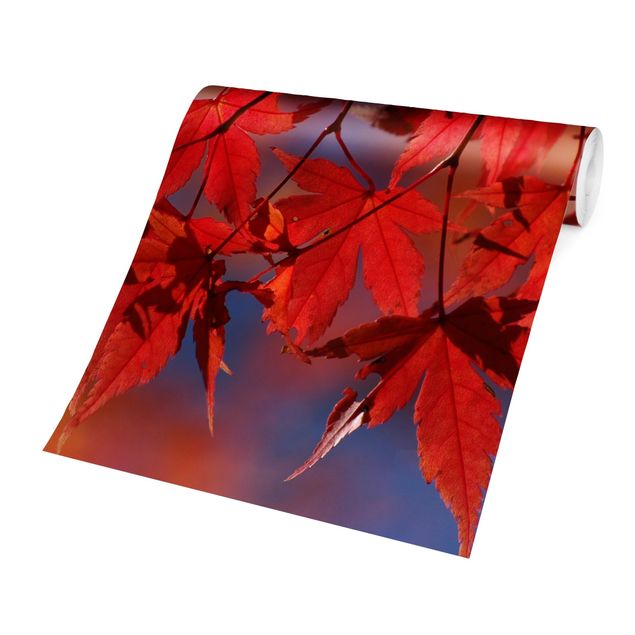 Wallpaper - Red Maple
