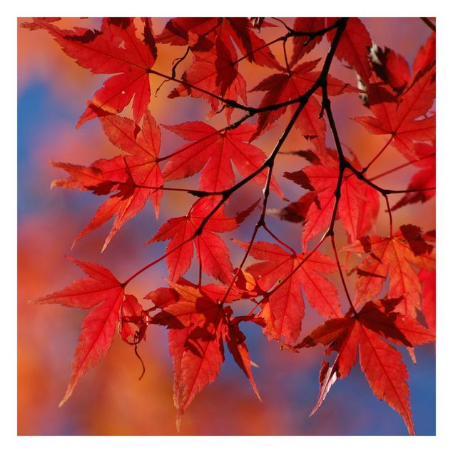 Wallpaper - Red Maple