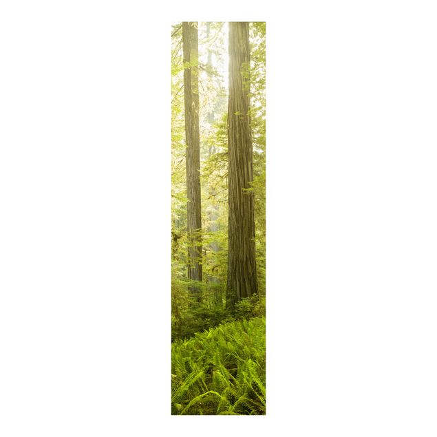 Sliding panel curtains set - Redwood State Park Forest View