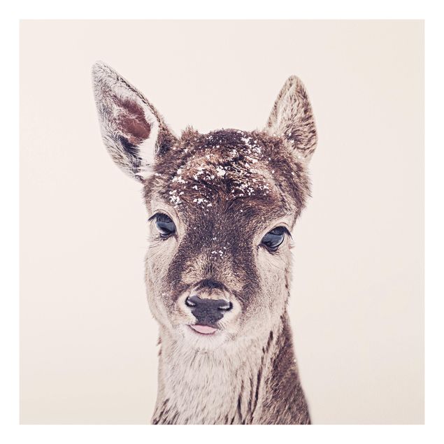 Print on forex - Fawn Portrait - Square 1:1