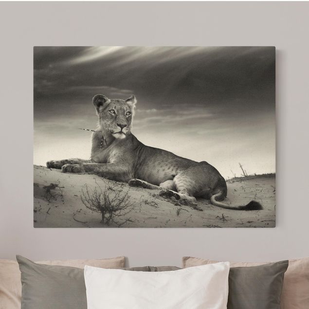 Canvas print gold - Resting Lion