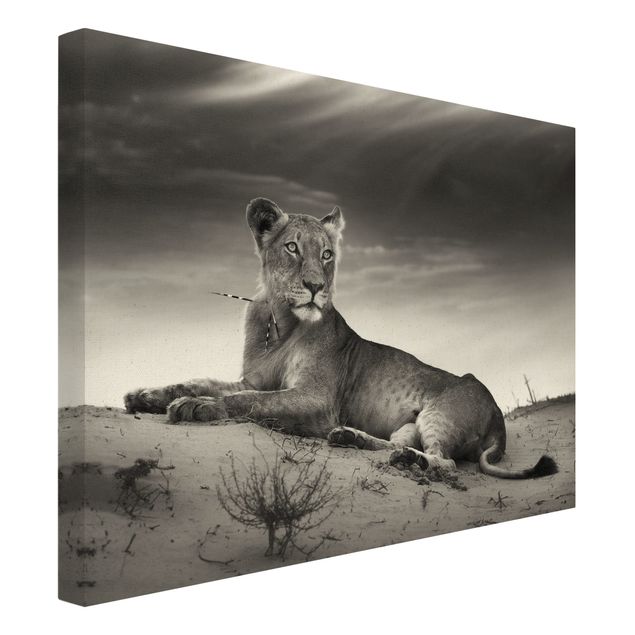 Canvas print gold - Resting Lion