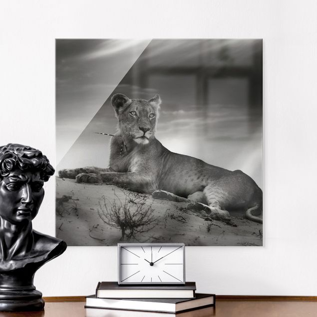 Glass print - Resting Lion