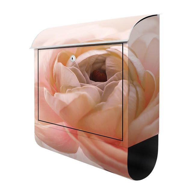 Letterbox - Focus On Light Pink Flower