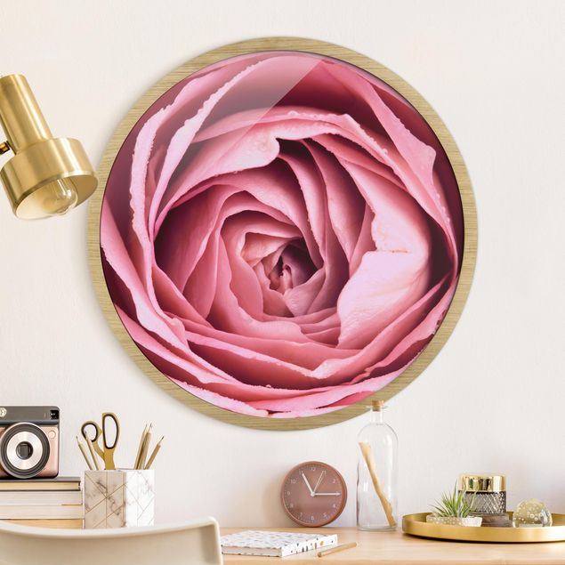 Framed prints round Pink Rose Blossom