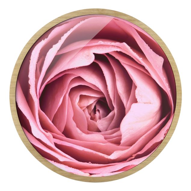 Circular framed print - Pink Rose Blossom