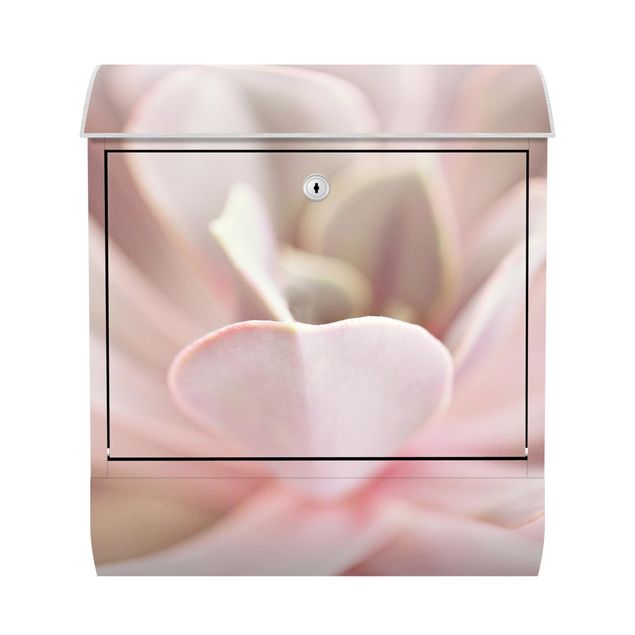Letterbox - Light Pink Succulent Flower