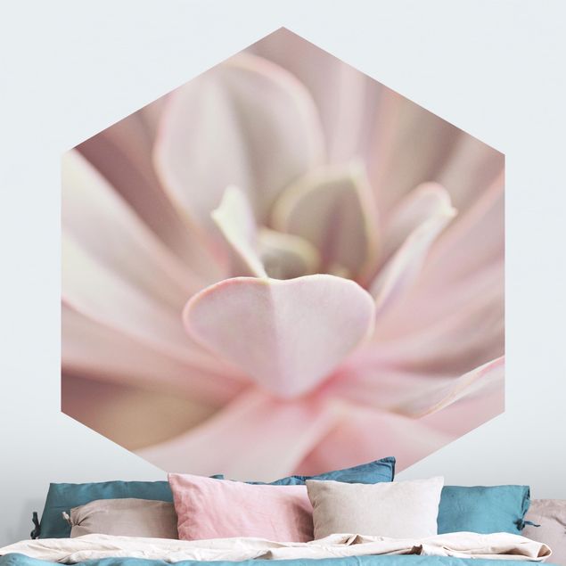 Wallpapers Light Pink Succulent Flower