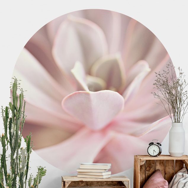 Wallpapers Light Pink Succulent Flower