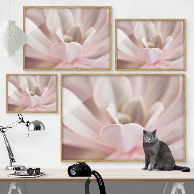 Framed poster - Light Pink Succulent Flower