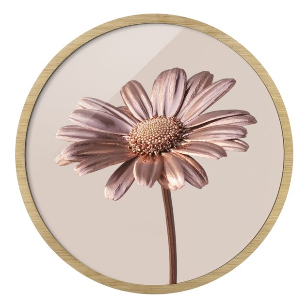 Circular framed print - Rosegolden Daisy