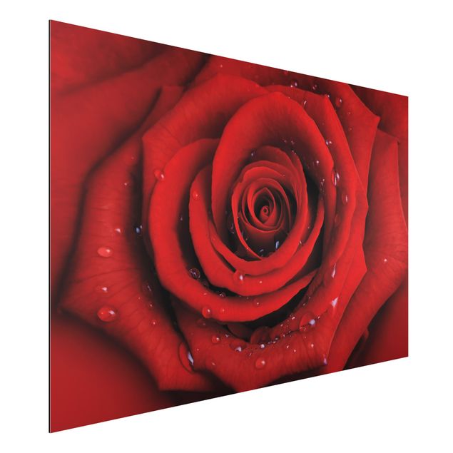 Alu dibond Red Rose With Water Drops