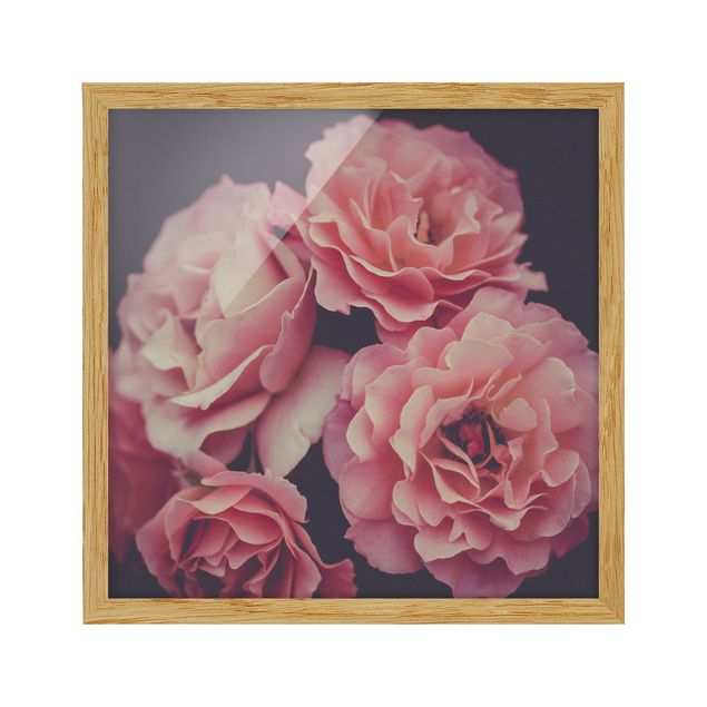 Framed poster - Paradisical Roses