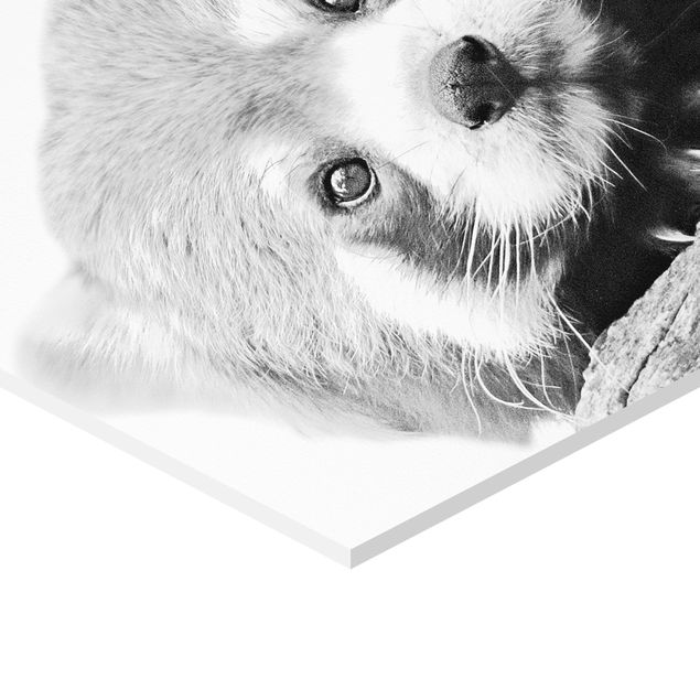 Forex hexagon - Red Panda In Black And White