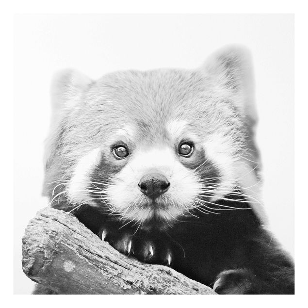 Print on forex - Red Panda In Black And White - Square 1:1
