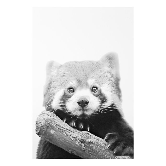 Print on forex - Red Panda In Black And White - Portrait format 2:3