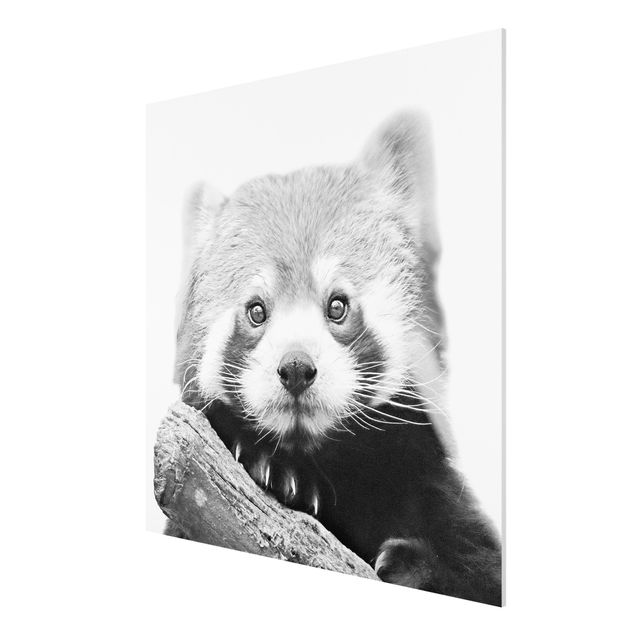 Print on forex - Red Panda In Black And White - Square 1:1