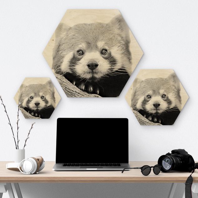 Wooden hexagon - Red Panda In Black And White