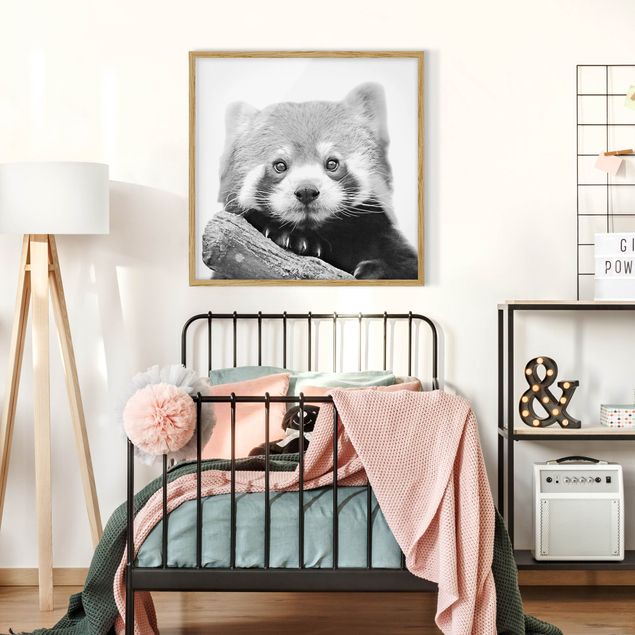 Framed poster - Red Panda In Black And White