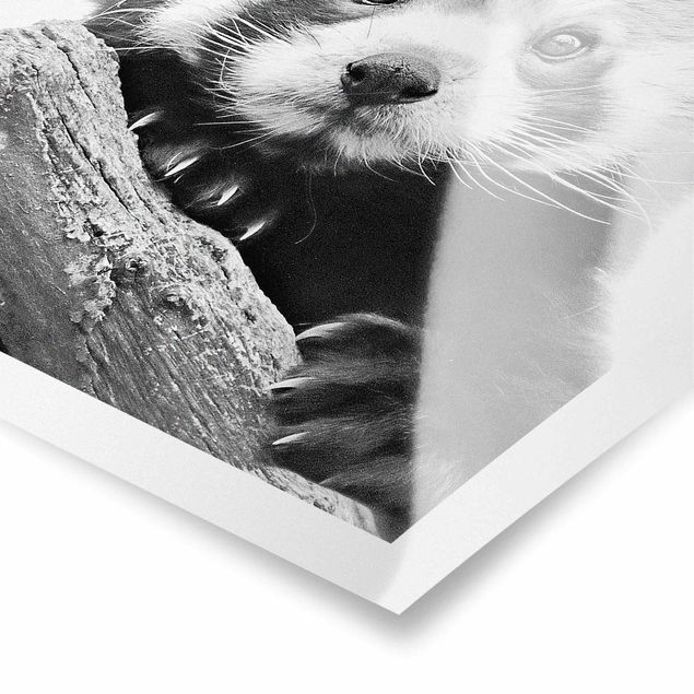 Poster - Red Panda In Black And White