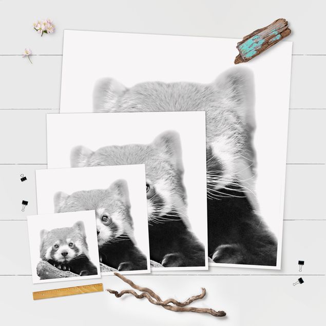 Poster - Red Panda In Black And White