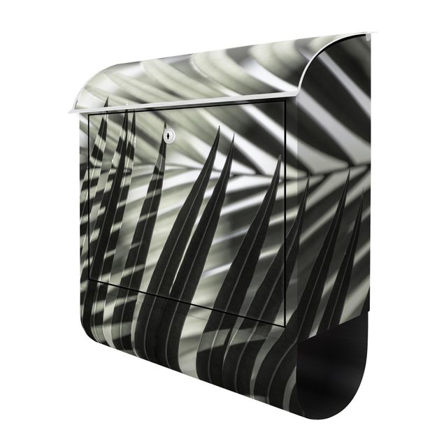 Letterbox - Interplay Of Shaddow And Light On Palm Fronds