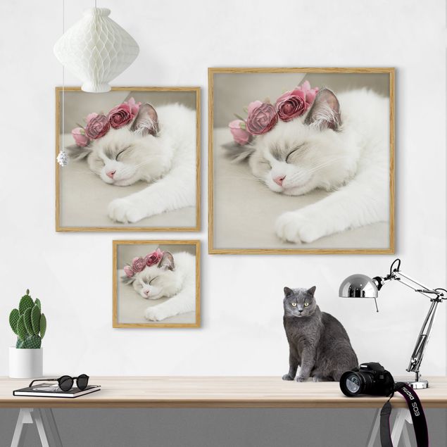 Framed poster - Sleeping Cat with Roses