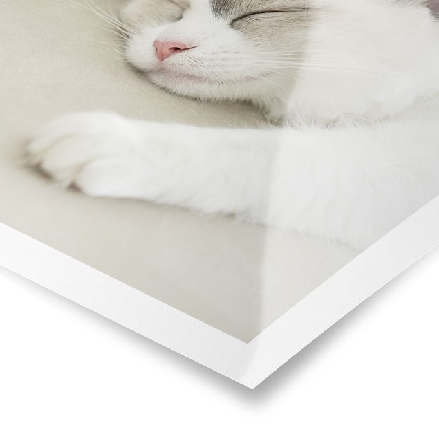 Poster - Sleeping Cat with Roses
