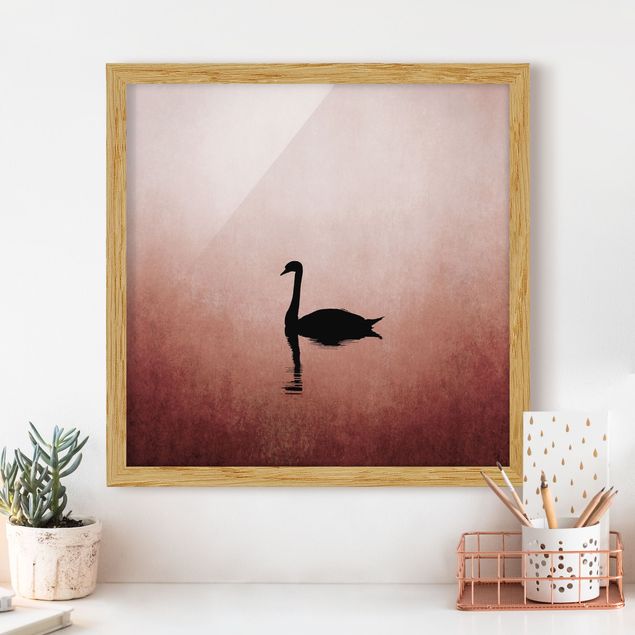 Framed poster - Swan In Sunset